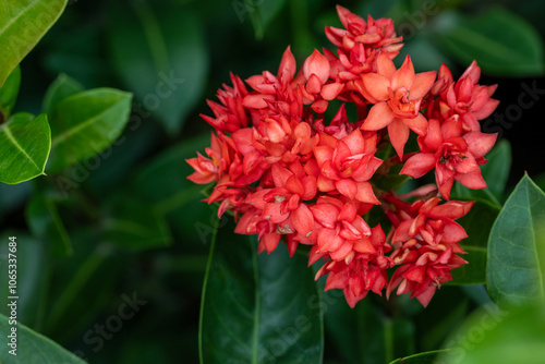 Sticker Flower in Chenshan Botanical Garden, Songjiang District, Shanghai, China