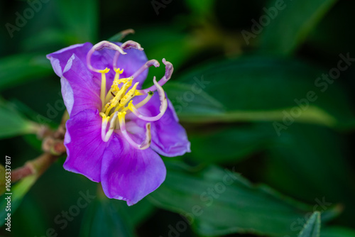 Flower in Chenshan Botanical Garden, Songjiang District, Shanghai, China photo