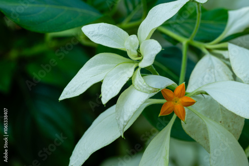 Photography Flower in Chenshan Botanical Garden, Songjiang District, Shanghai, China