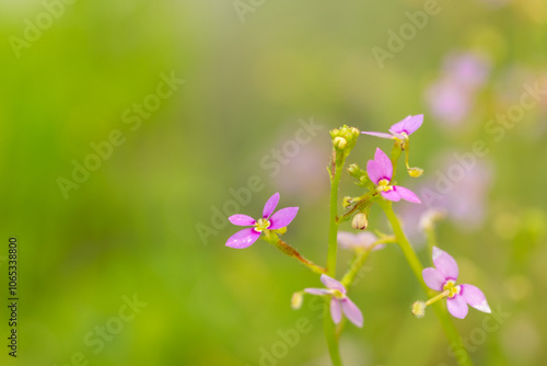 Photography Flower in Chenshan Botanical Garden, Songjiang District, Shanghai, China