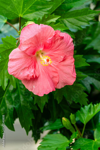 Flower in Chenshan Botanical Garden, Songjiang District, Shanghai, China photo