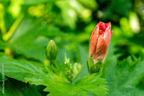 Flower in Chenshan Botanical Garden, Songjiang District, Shanghai, China photo