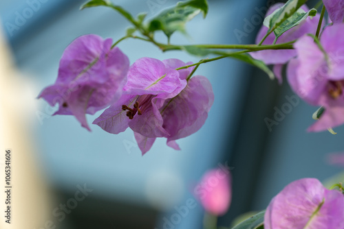 Photography Flower in Chenshan Botanical Garden, Songjiang District, Shanghai, China