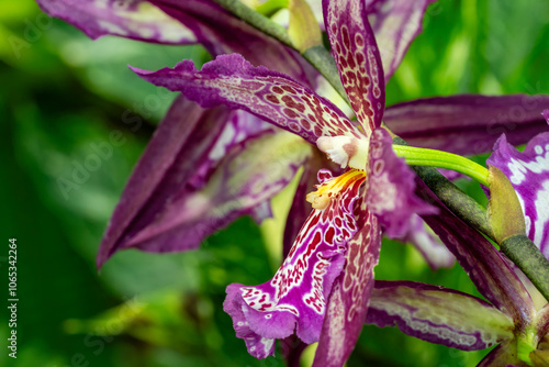 Photography Flower in Chenshan Botanical Garden, Songjiang District, Shanghai, China