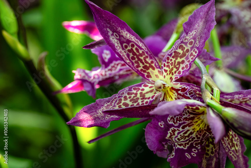 Canvas Print Flower in Chenshan Botanical Garden, Songjiang District, Shanghai, China