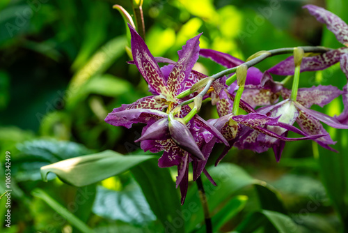 Wall Mural Flower in Chenshan Botanical Garden, Songjiang District, Shanghai, China