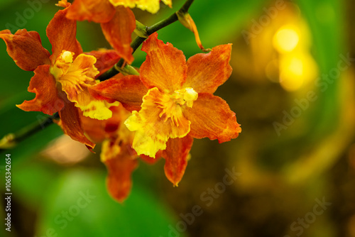 Canvas Print Flower in Chenshan Botanical Garden, Songjiang District, Shanghai, China