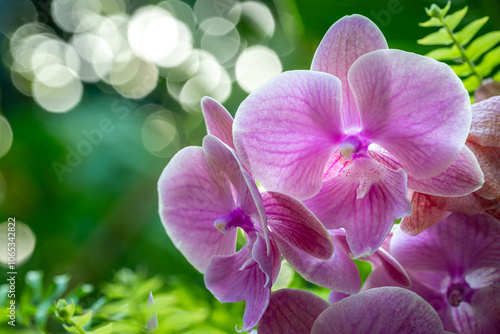 Photography Flower in Chenshan Botanical Garden, Songjiang District, Shanghai, China