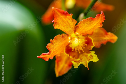 Canvas Print Flower in Chenshan Botanical Garden, Songjiang District, Shanghai, China