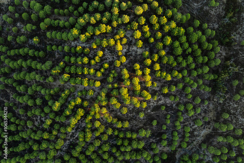 Aerial view of a dense southern swamp forest landscape photo