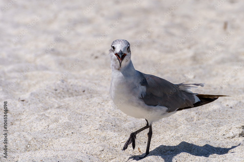 Digital Print | Seagull at Bean Point