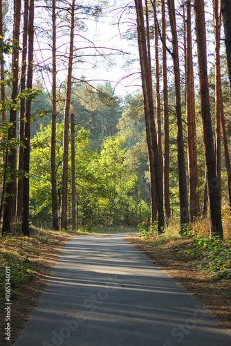 Road through the woods. Road through firs