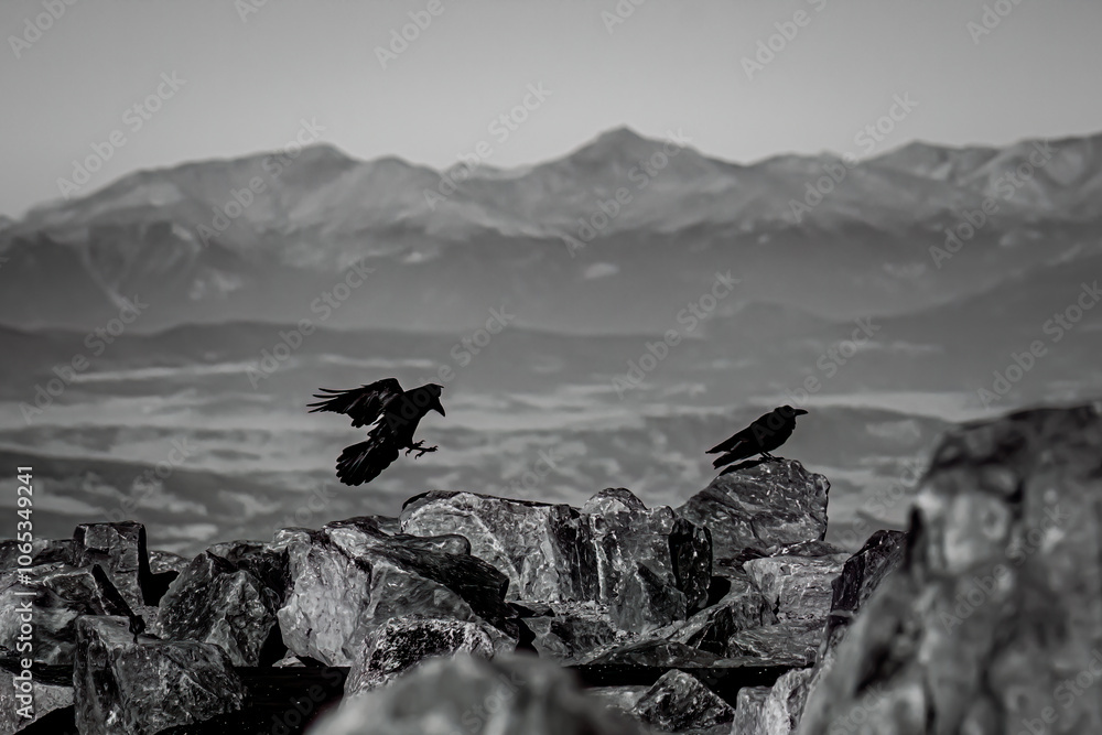 Digital Print | A Perched Pair
