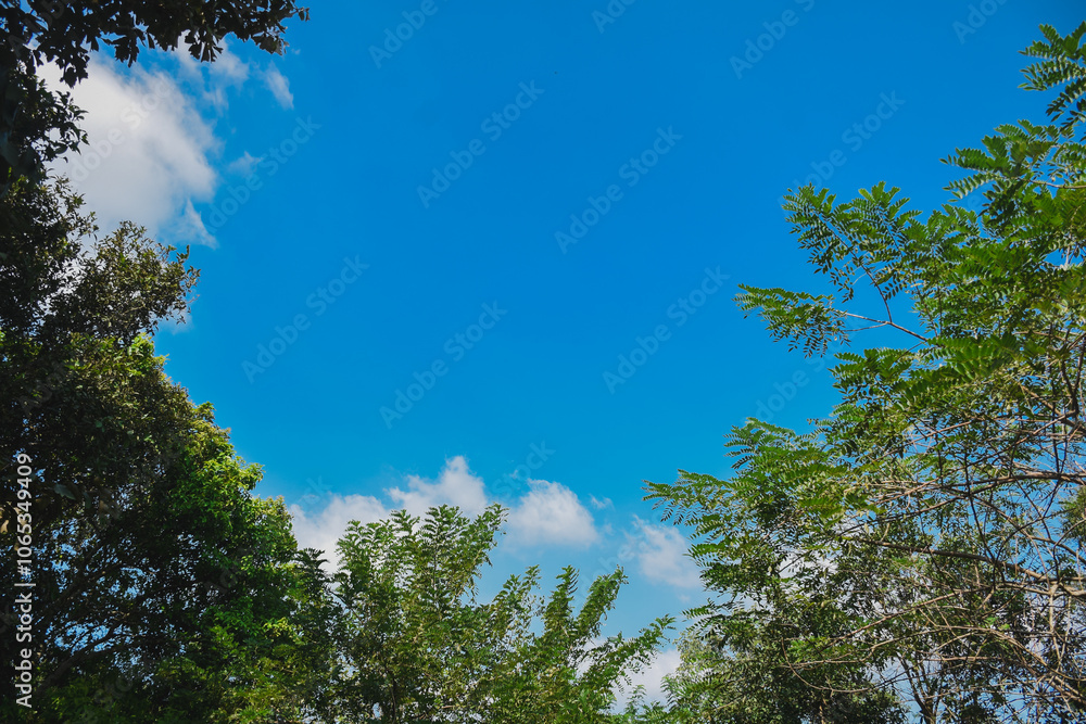 Obraz premium Green nature calming summer warm day. Scenic forest of fresh green deciduous trees, recreational landscape