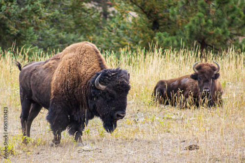 Digital Print | Bison Pair in the Wild