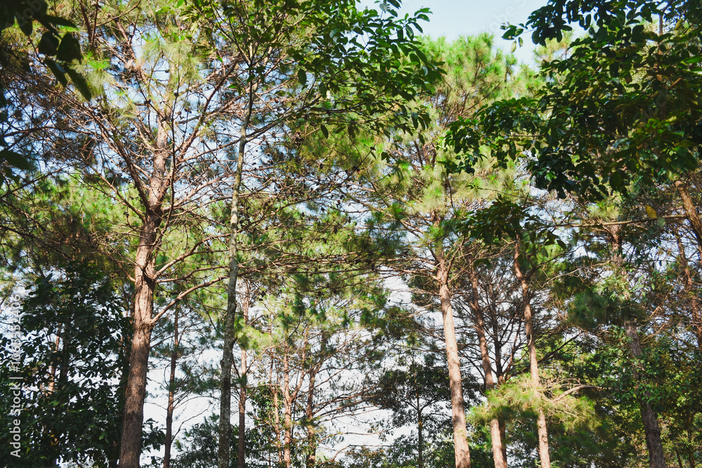 Fototapeta premium Green nature calming summer warm day. Scenic forest of fresh green deciduous trees, recreational landscape