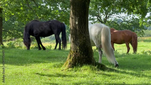 A white horse eats grass in a meadow in the rays of the setting summer sun. Silhouette against the background of trees, Young white horse eating grass from a field. Beautiful horse on a field 