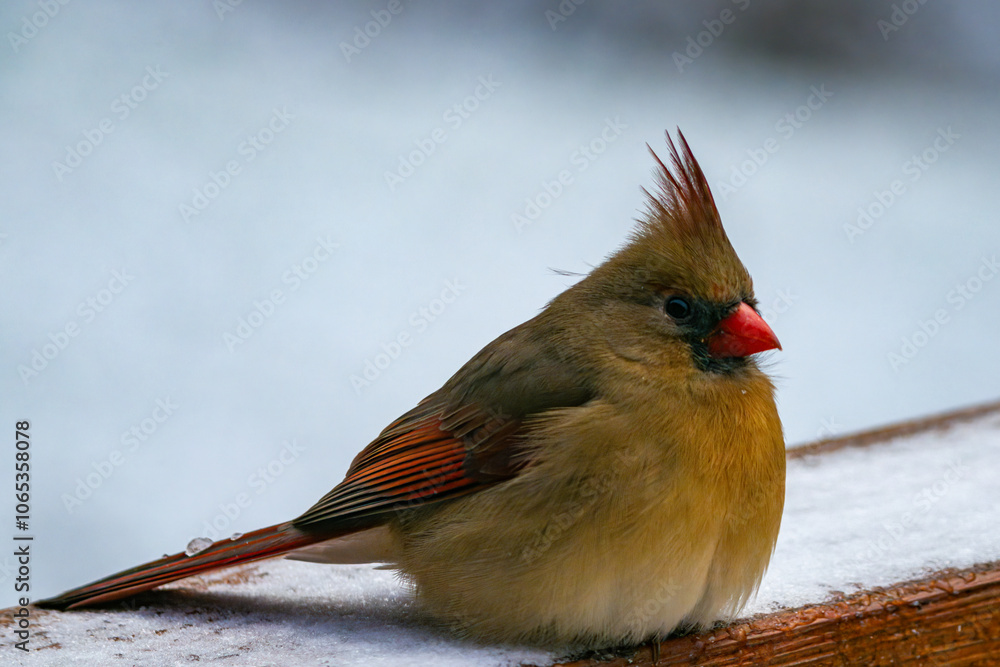 Digital Print | The Northern Cardinal