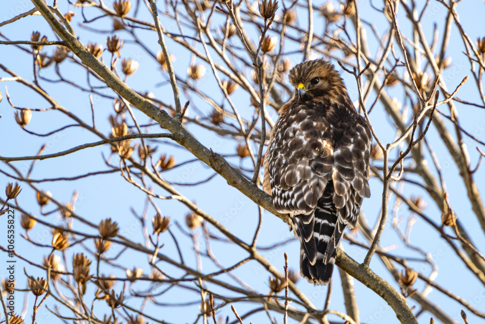 Digital Print | Perched Red Tail Hawk
