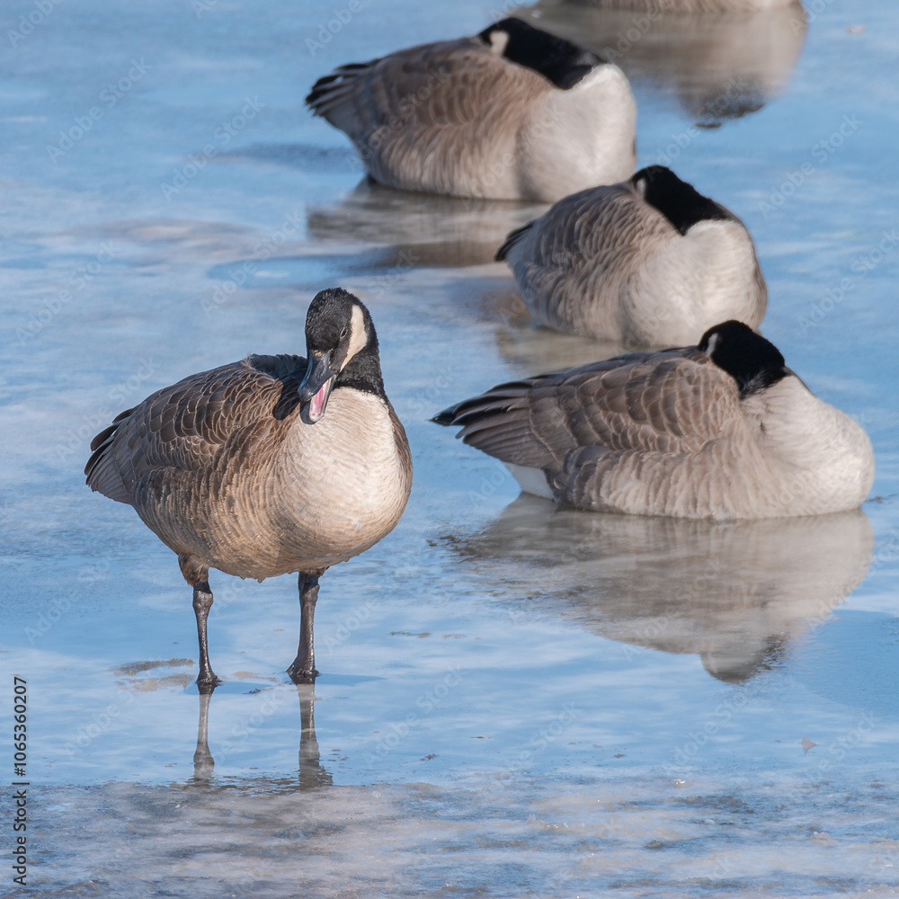 Fototapeta premium Yawning Canada goose on a frozen river