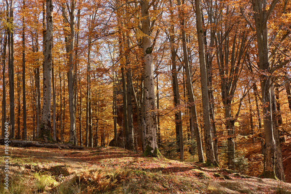 Fototapeta premium Beautiful fall forest in the Carpathian mountains.