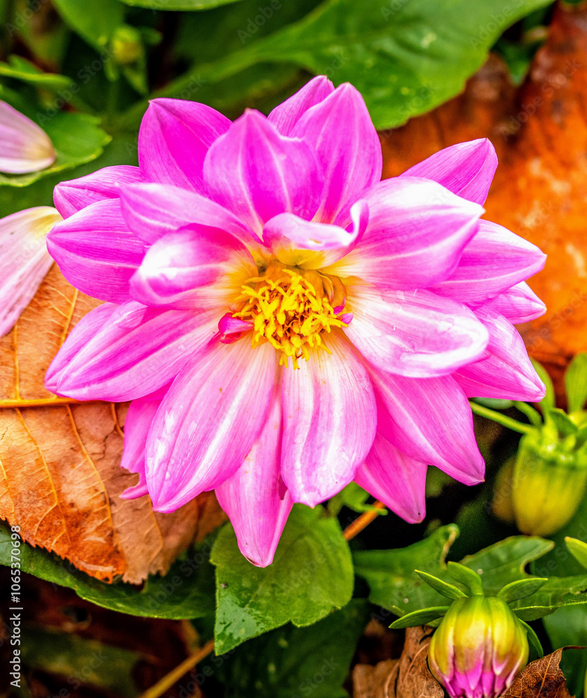 Fototapeta premium dahlias, flower, dhalien, blume