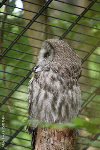 seitenprofil eines bartkauz photo