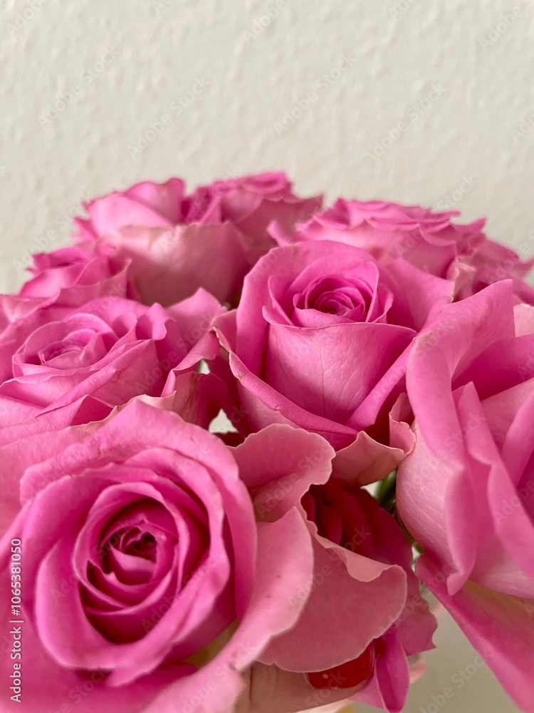 Fototapeta premium pink roses