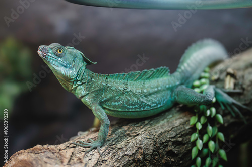 A vibrant green lizard basking on a branch in Strasbourg's enchanting autumn photo