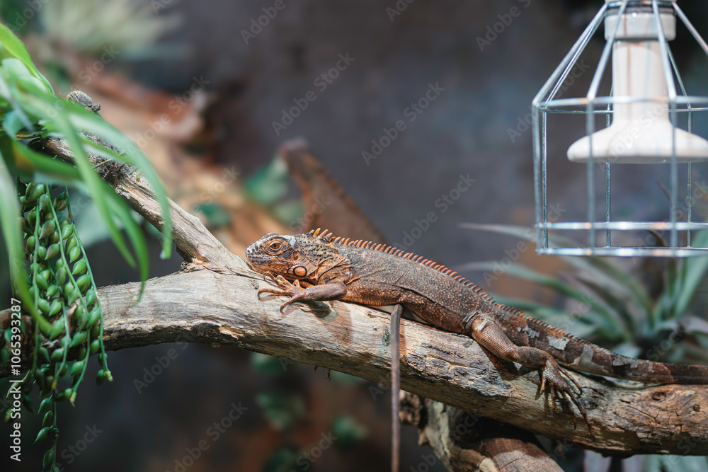 A relaxed iguana basking among autumn foliage in a tranquil corner of Strasbourg, France, capturing seasonal serenity A relaxed iguana basking among autumn foliage in a tranquil corner of Strasbourg, France, capturing seasonal serenity