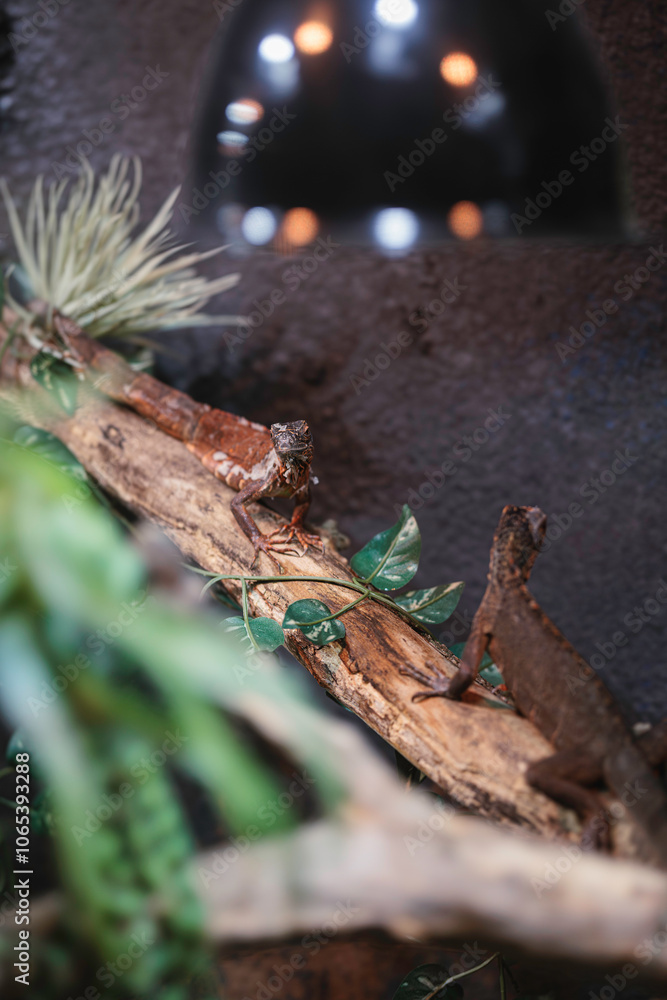 Fototapeta premium Lizards basking under warm light among vibrant greenery in autumn in Strasbourg, showcasing nature's beauty and tranquility