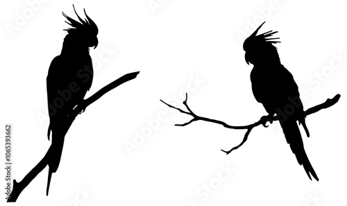 Silhouette of two cockatoos on branches, isolated 