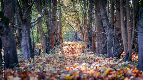 Étangs de Cergy, France