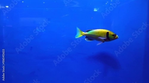 pet fish in aquarium are very cute and cool