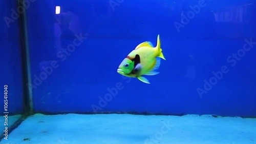 pet fish in aquarium are very cute and cool