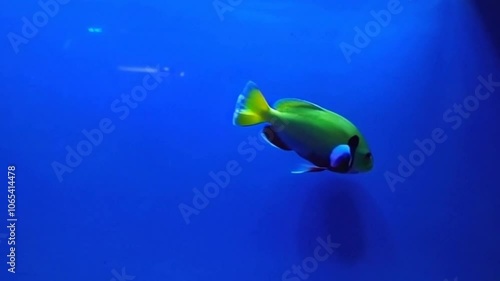 pet fish in aquarium are very cute and cool