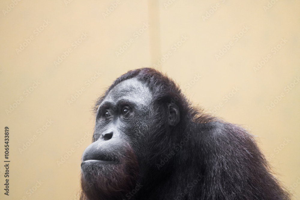 Fototapeta premium Portrait of an orangutan. Animal close-up. Pongo. 