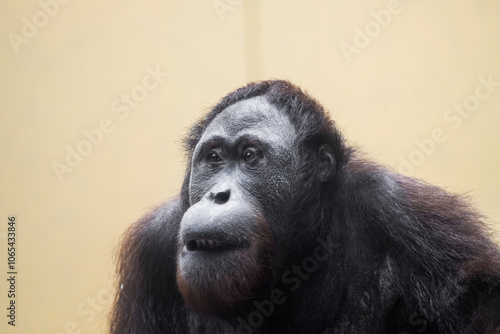 Bilde på lerret Portrait of an orangutan. Animal close-up. Pongo.