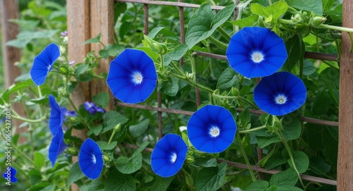 Morning glory with blue flowers climbing on a trellis photo