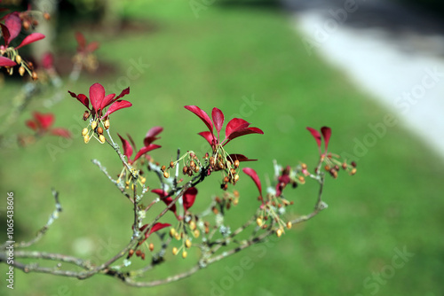 Macro image of Redvein Enkianthus seed heads and foliage in Autumn, Derbyshire England
 photo