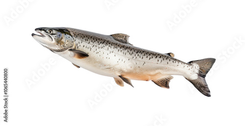 Fresh Salmon Fish Floating in Midair for Culinary Presentation photo