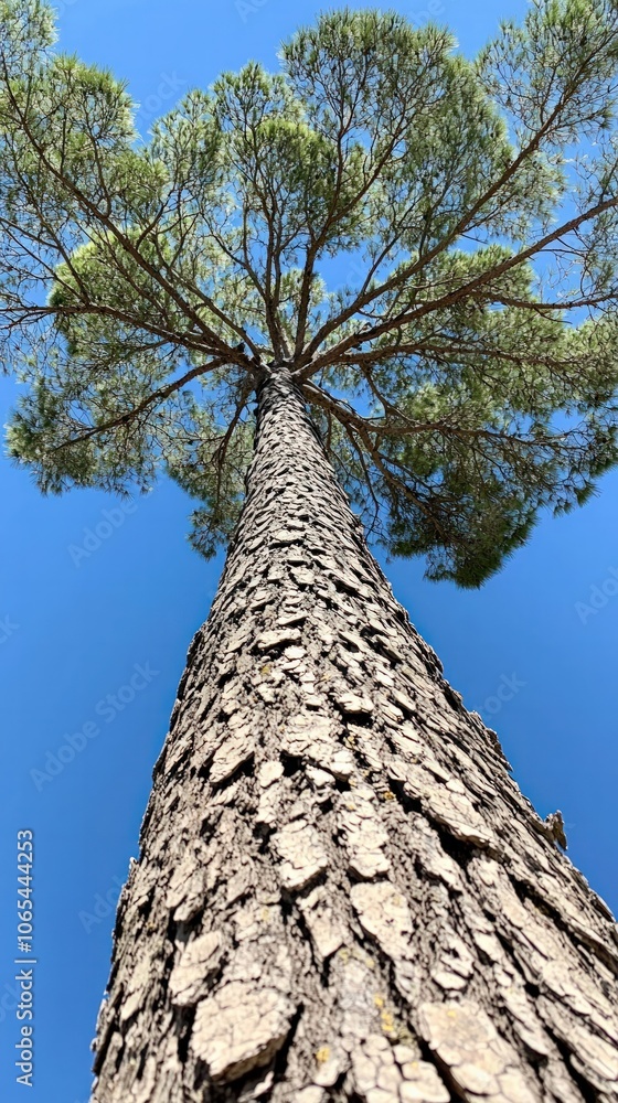 Gaze Upward to Discover the Majestic Pine Tree Stretching Towards the Sky Gaze Upward to Discover the Majestic Pine Tree Stretching Towards the Sky