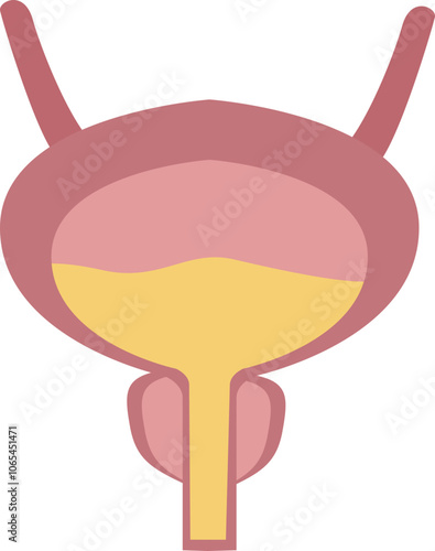 Overactive Bladder in Human Bladder Anatomy