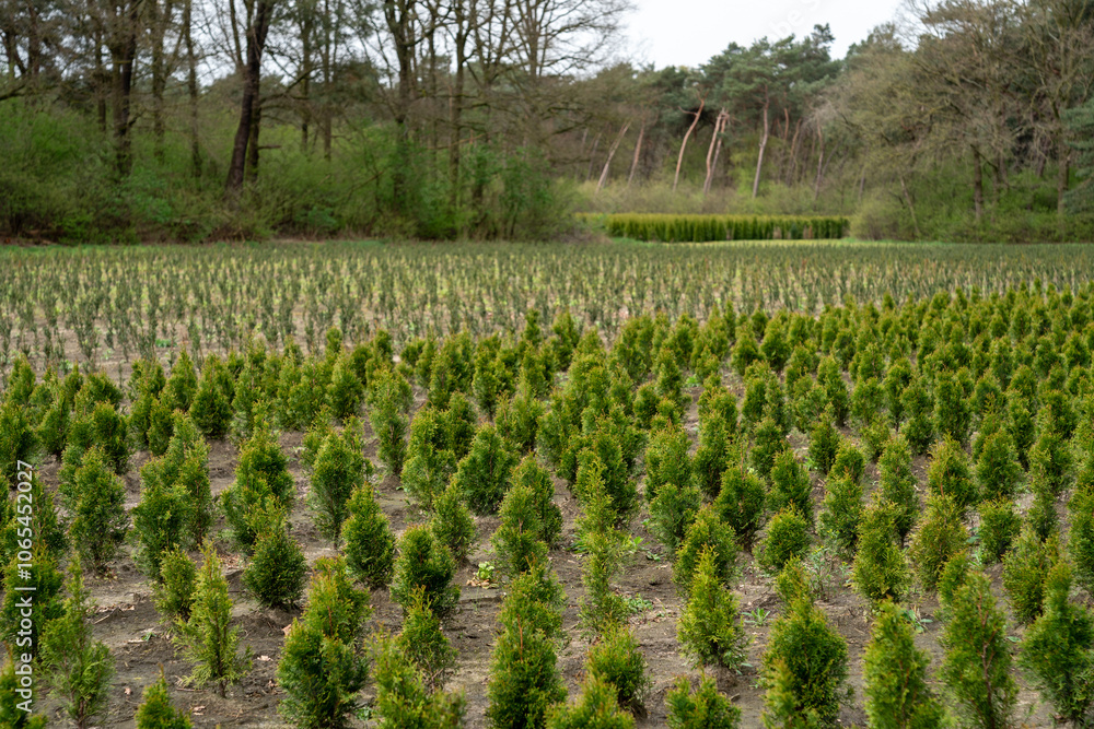 Fototapeta premium A plantation of young conifer trees