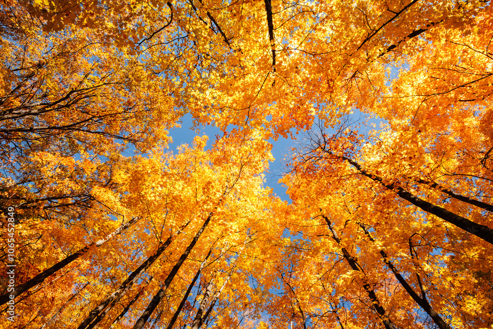 The autumn canopy of the maples contrasts with the blue sky overhead in Clear Lake State Park, Woodruff, Wisconsin in early October The autumn canopy of the maples contrasts with the blue sky overhead in Clear Lake State Park, Woodruff, Wisconsin in early October