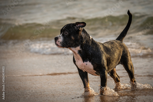 Playful Pup’s Beach Day