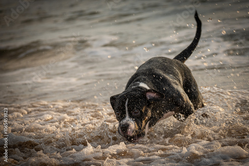Playful Pup’s Beach Day