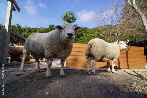 Ovelha no Curral Fazenda photo