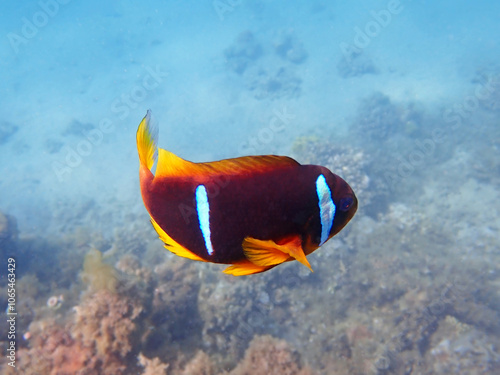 The orange-fin anemonefish (Amphiprion chrysopterus) is a marine fish belonging to the family Pomacentridae photo