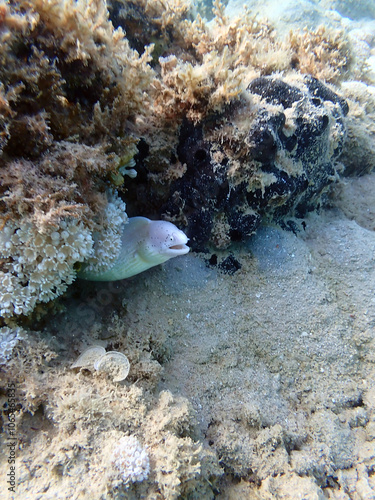 Geometric Moray Eel - Gymnothorax griseus photo